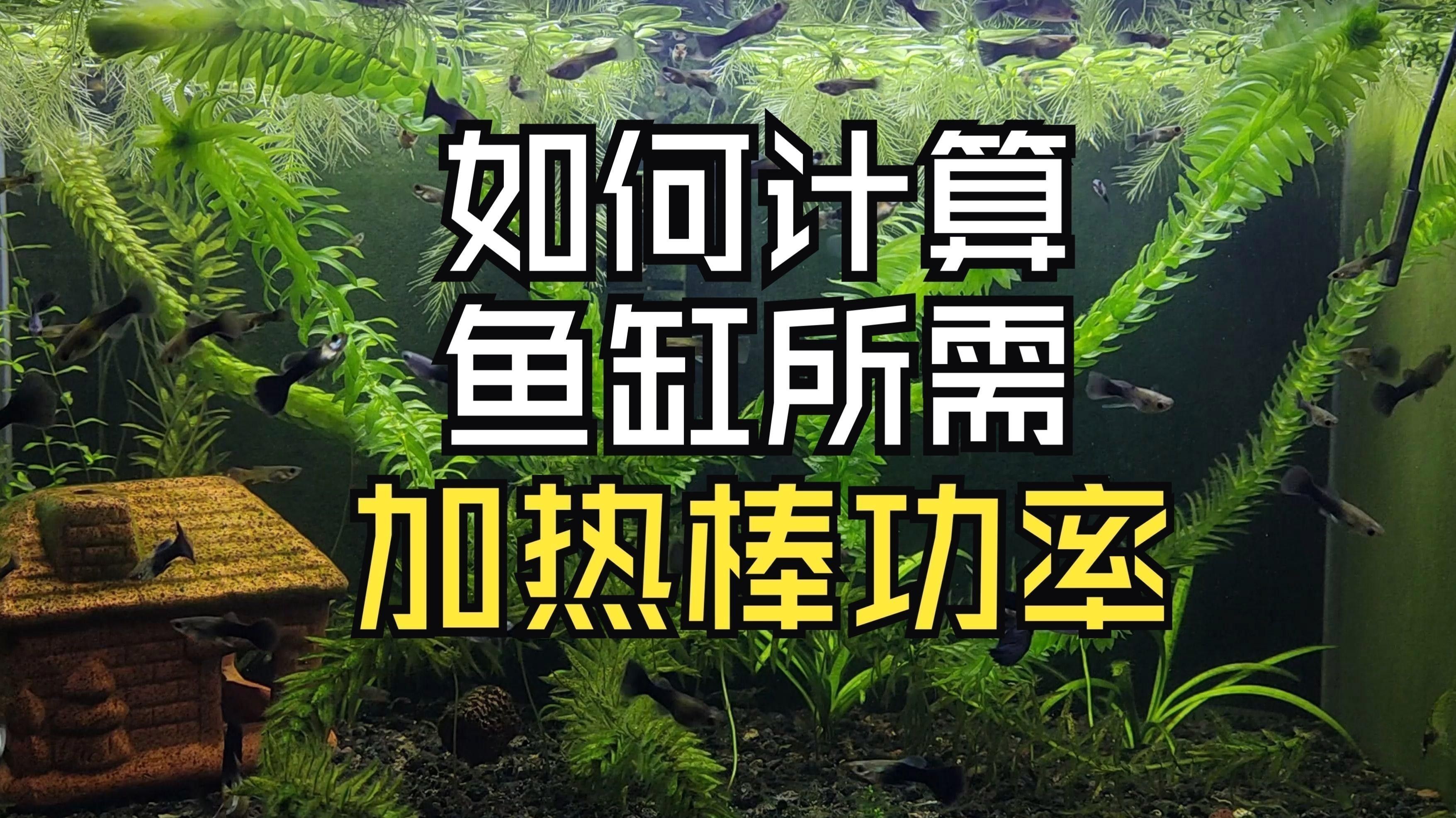 紫焰血紅龍幼魚孵化后如何護理？