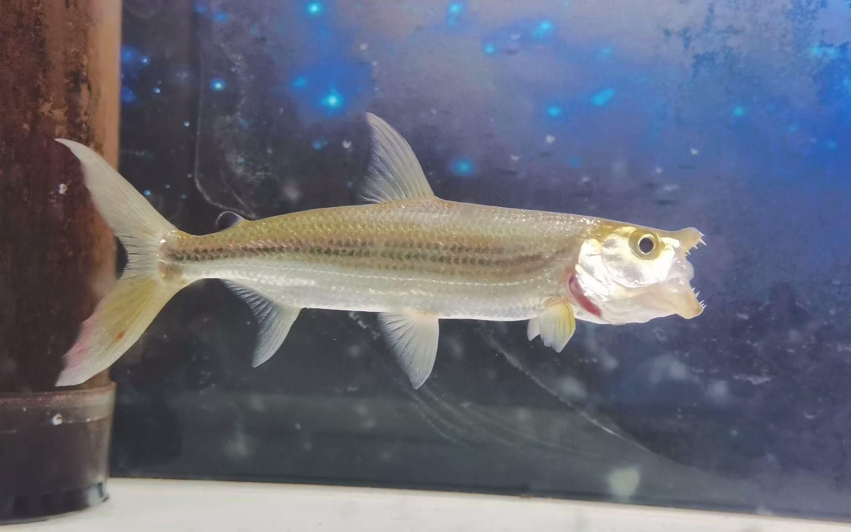 紫焰血紅龍幼魚孵化后如何護理？