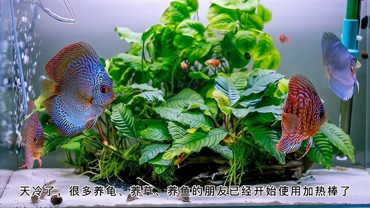 紫焰血紅龍幼魚孵化后如何護理？