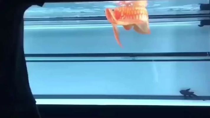 龍魚褪色是什么原因？：龍魚為什么會褪色