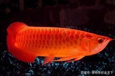 紅龍魚的功效與禁忌：如何正確養護紅龍魚