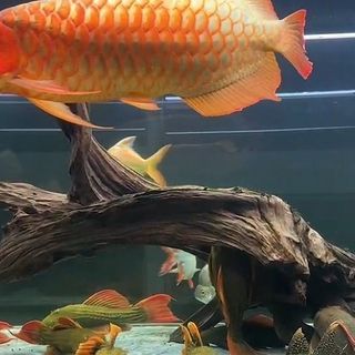 紅龍魚缸的最佳水位圖（養龍魚的水位高度多少合適）