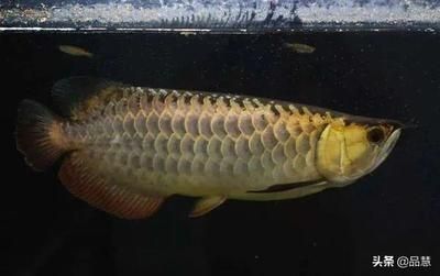 龍魚高背和b過的區別：高背龍魚和b過龍魚的區別