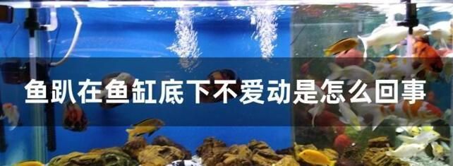 龍魚一直在缸底游動正常嗎:如何判斷龍魚在魚缸底部游動是否正常 龍魚百科 第5張 龍魚一直在缸底游動正常嗎:如何判斷龍魚在魚缸底部游動是否正常 龍魚一直在缸底游動正常嗎:如何判斷龍魚在魚缸底部游動是否正常 龍魚百科 第5張