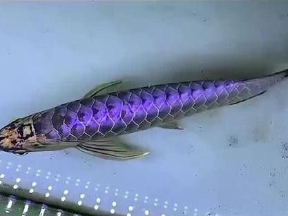 水幕紫榭的金龍魚怎么樣