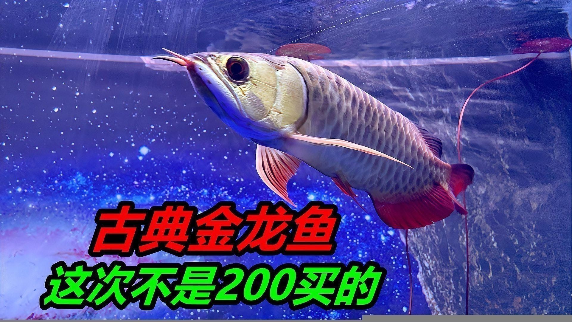 水幕紫榭的金龍魚怎么樣