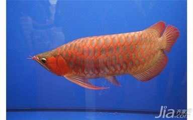 紅龍魚和什么魚養最好（紅龍魚和什么魚混養好）