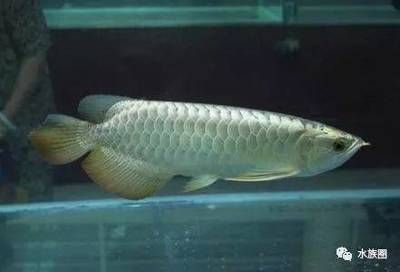 龍魚飼養(yǎng)條件有哪些好的養(yǎng)殖方法和技巧：龍魚的飼養(yǎng)方法和技巧