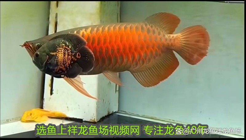 紅龍魚專用燈一般能用多久？