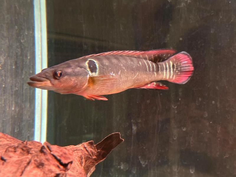 孔雀龍魚品種大全圖片及名稱介紹