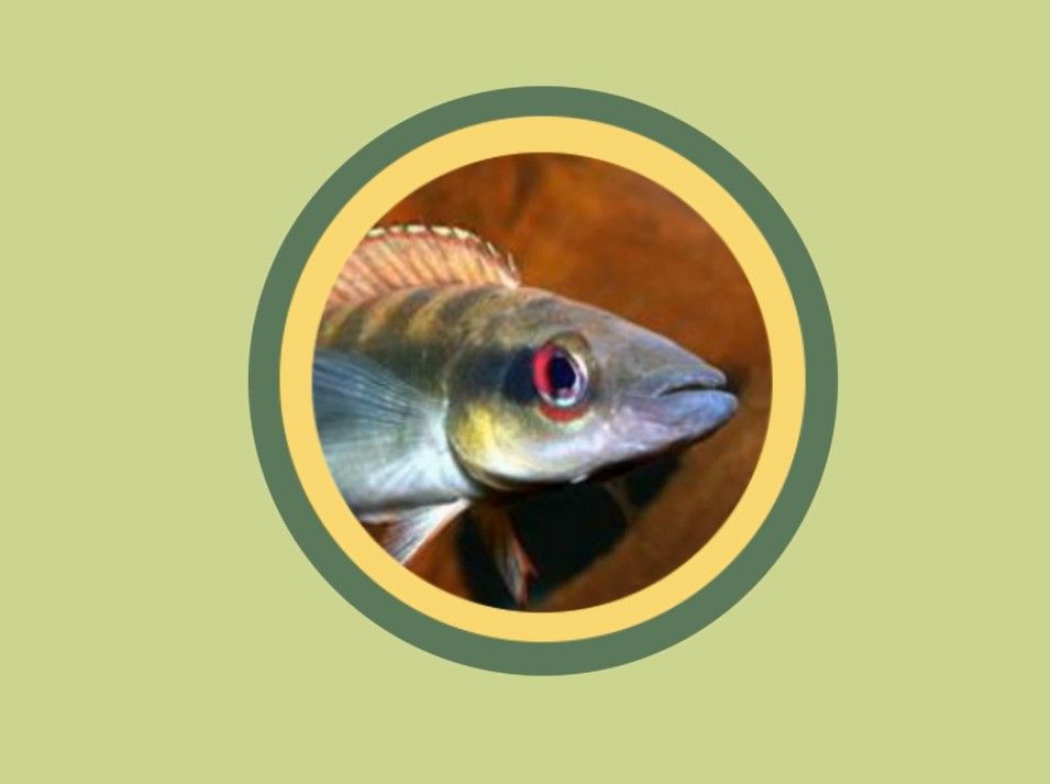 孔雀龍魚品種大全圖片及名稱介紹