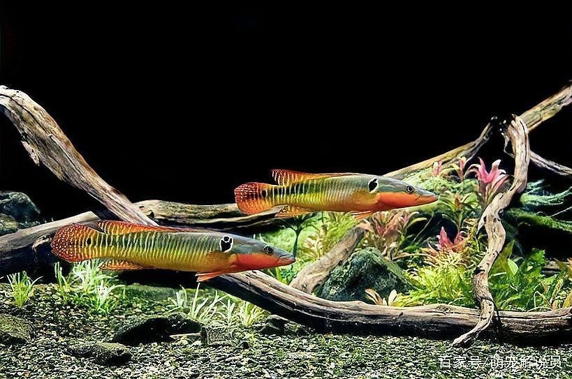 孔雀龍魚品種大全圖片及名稱介紹