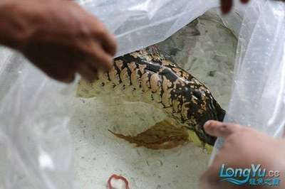 冬天龍魚水溫多少合適養蝦苗：龍魚水溫多少合適