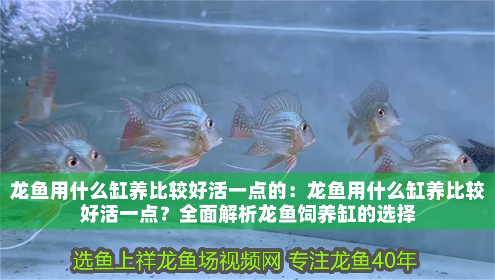 龍魚用什么缸養(yǎng)比較好活一點的：龍魚用什么缸養(yǎng)比較好活一點？全面解析龍魚飼養(yǎng)缸的選擇