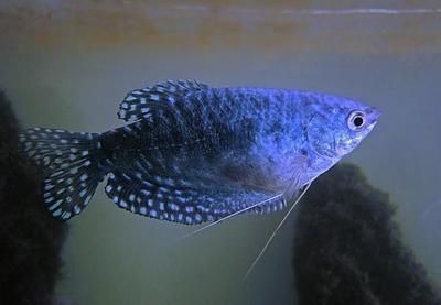 龍魚鱗片有蟲子的真實圖片（關于龍魚鱗片寄生蟲的真實圖片）