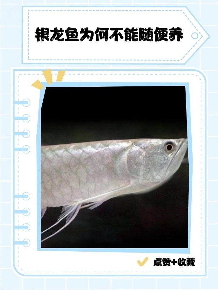 銀龍魚為什么養大了不銀色了