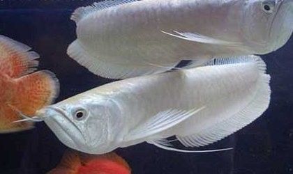 銀龍魚為什么養大了不銀色了