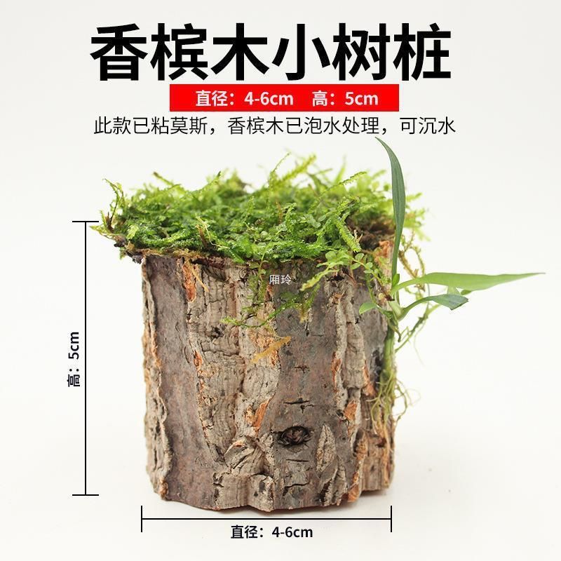 龍魚身上長白疙瘩怎么辦圖片：龍魚身上長白疙瘩怎么辦？原因分析與治療方法