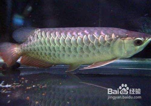 金龍魚怎么養才能更有金質，金龍魚水質軟化有效方法