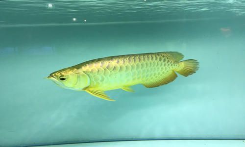 金龍魚養在家里哪里好（金龍魚養護常見問題及解決方法）