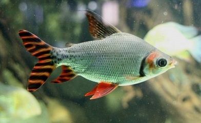 飛鳳魚和龍魚混養(yǎng)好不好看：飛鳳魚和龍魚混養(yǎng)在視覺(jué)上能夠營(yíng)造出一種獨(dú)特的觀賞效果