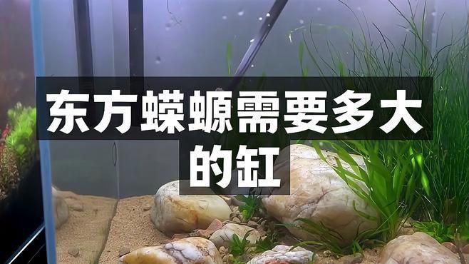 蠑螈需要多大的飼養箱？