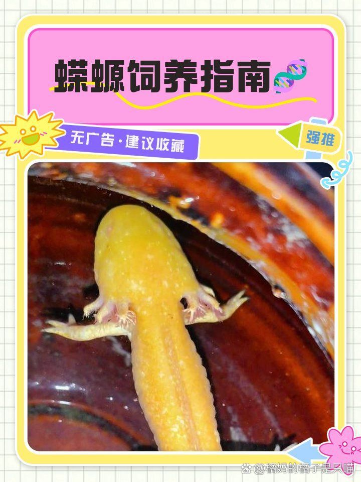 蠑螈需要多大的飼養箱？