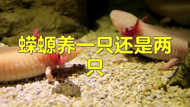 蠑螈需要多大的飼養箱？