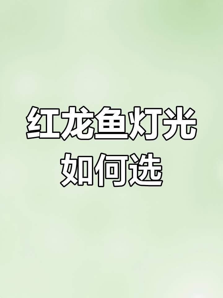 紅龍魚拍攝背景應該如何選擇？
