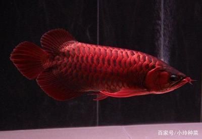 養龍魚用什么缸性價比高又好養，：養龍魚時如何選擇性價比高且好養的魚缸