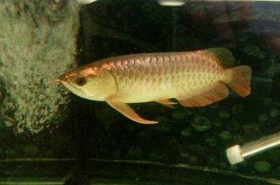 龍魚掉眼不管會怎么樣嗎：龍魚掉眼會影響其健康嗎？