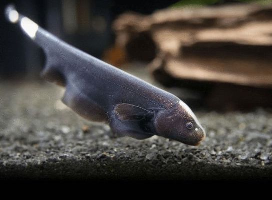 如何選擇適合雷龍魚的魚缸：雷龍魚跳缸預(yù)防措施