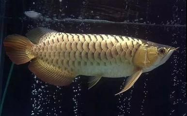 龍魚有吃食的欲望但是不吃食怎么回事：龍魚不吃食可能由多種原因引起，