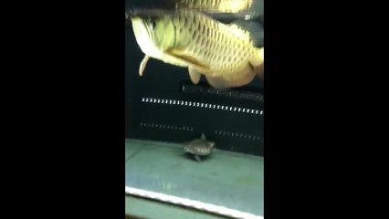 金龍魚會不會咬人：金龍魚會咬人嗎