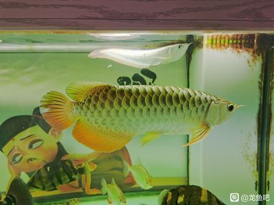 龍魚尾鰭疙瘩下了幾天大白片沒見效（龍魚尾鰭疙瘩未見好轉(zhuǎn)）