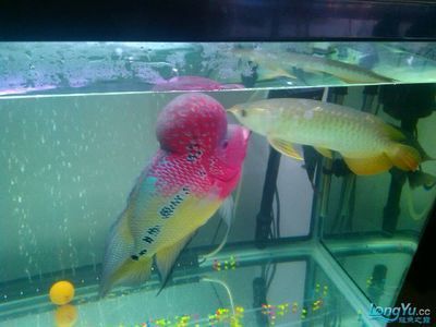 哪種鼠魚和金龍魚混養最好（哪種鼠魚和金龍魚混養最好？）