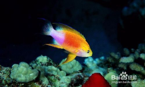 龍魚互咬怎么辦：如何判斷龍魚領地意識強弱，龍魚互咬時的應急措施
