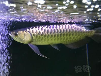 賽級F2龍魚（賽級f2龍魚價格因素而異，購買時需仔細鑒別，仔細辨別）