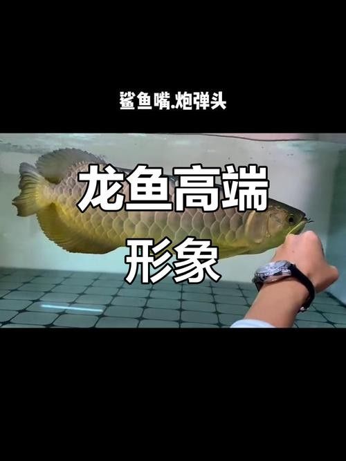 龍魚鯊魚嘴到底好不好