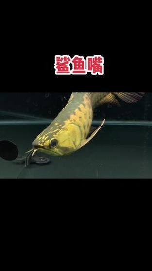 龍魚鯊魚嘴到底好不好