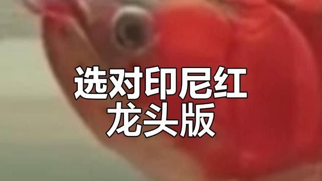 龍魚鯊魚嘴到底好不好