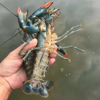 澳龍魚缸能養殖嗎：澳洲淡水澳龍魚缸養殖澳龍魚缸養殖澳龍魚缸養殖方法