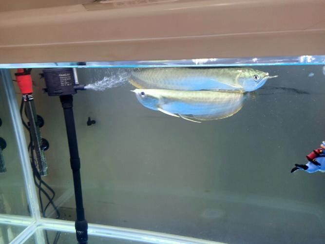 黑魚能和銀龍魚一起養嗎圖片欣賞