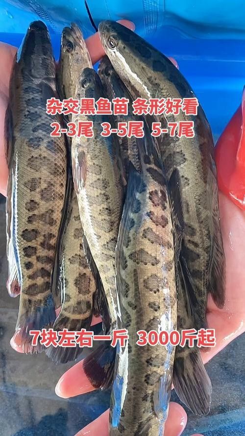 黑魚能和銀龍魚一起養嗎圖片欣賞