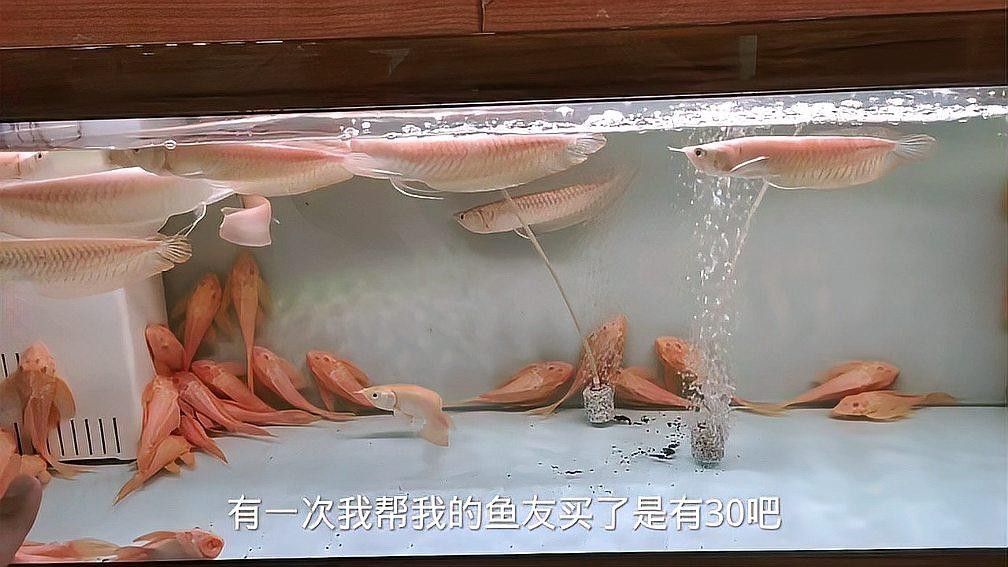 黑魚能和銀龍魚一起養嗎圖片欣賞