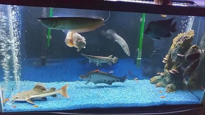 黑魚能和銀龍魚一起養嗎圖片欣賞