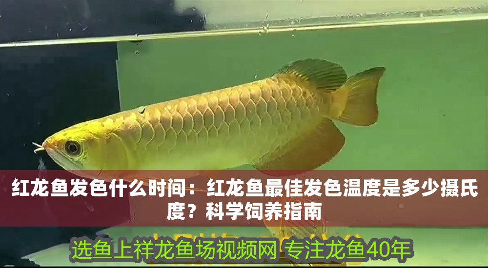 紅龍魚發(fā)色什么時間：紅龍魚最佳發(fā)色溫度是多少攝氏度？科學(xué)飼養(yǎng)指南