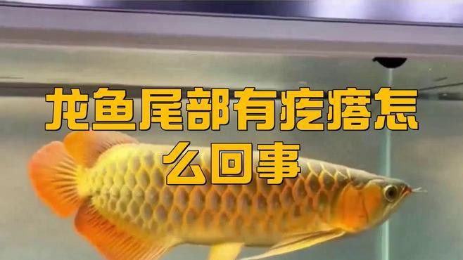 金龍魚尾鰭有白色疙瘩怎么回事