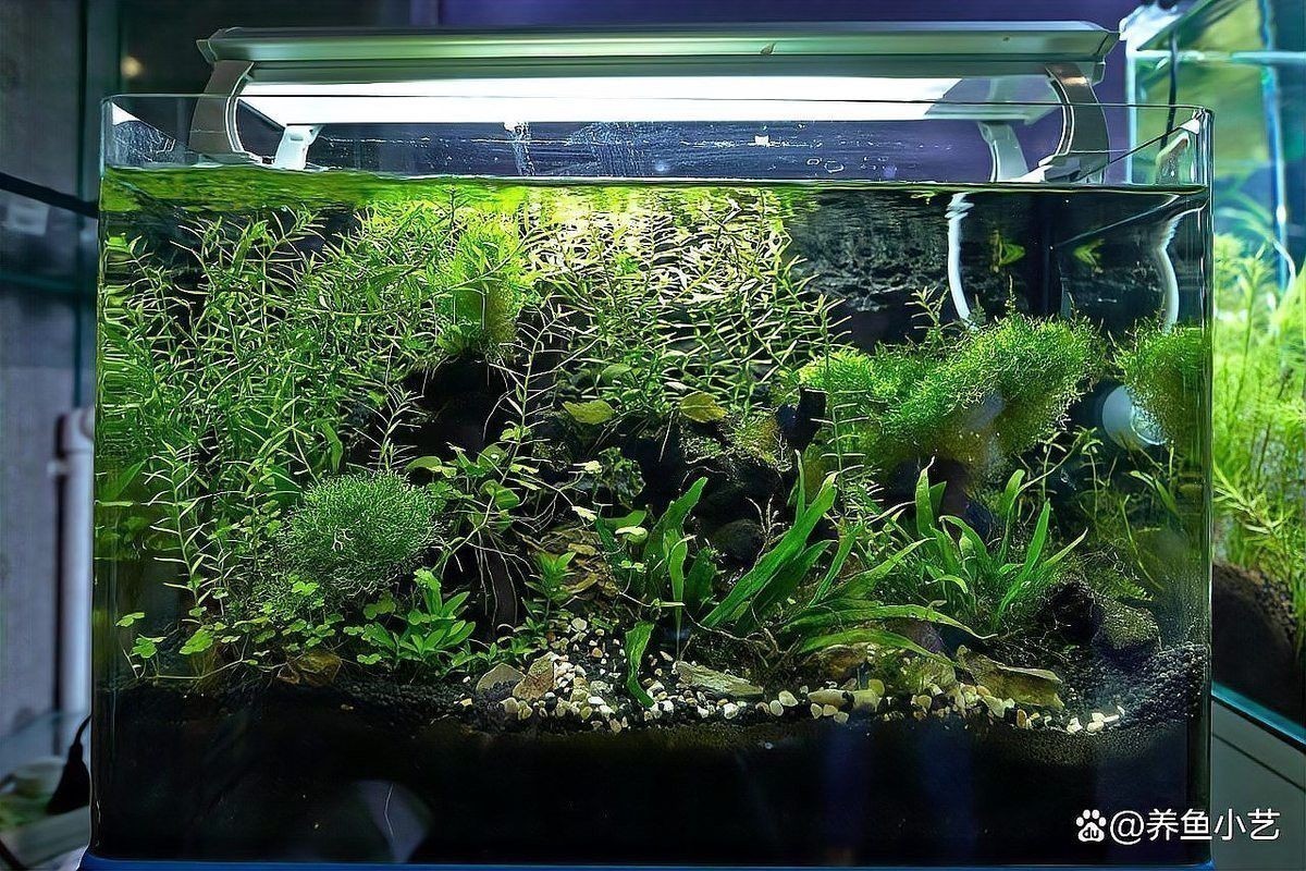紅龍魚缸造景