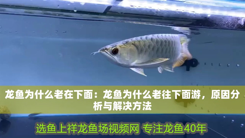 龍魚為什么老在下面：龍魚為什么老往下面游，原因分析與解決方法